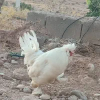 معاوضه دو خروس سلطان با مرغ محلی اصل