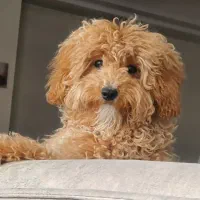 فروش پودل نر ۶ ماهه تربیت شده واکسن خورده