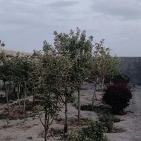 خانه و ویلا  500 متری در روستای بهار،کنتور برق|فروش خانه و ویلا|مشهد, بهار|دیوار