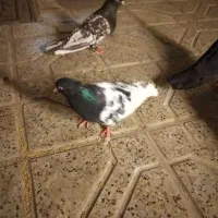 کفتر