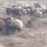 فروش بره چاق درجه یک گوشتی وزنده ونذری خونریزی