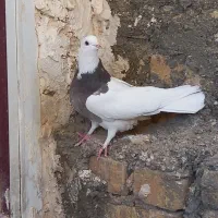 ۶ تا کبوت و کبوتر طوقی|پرنده|زنجان, |دیوار
