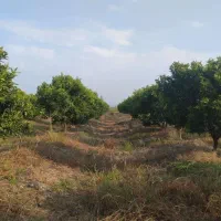 زمین باغ