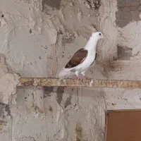 پشتی گراف کاکلی