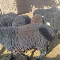 ۱۱راس بره نر پاییزی