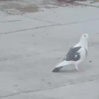 یک کبوتر ماده پلاکی