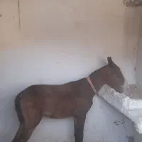 سلام کره اسب عرب به فروش میرسد بخاطر بی جای..|حیوانات مزرعه|هلیلان, |دیوار