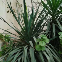 گل یوکا بزرگ|گل و گیاه طبیعی|رشت, جماران|دیوار