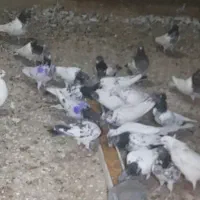 کبوتر|پرنده|داران, |دیوار