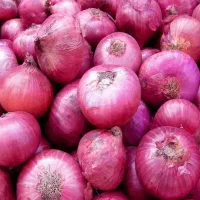 پیاز درجه یک شاهین تپه