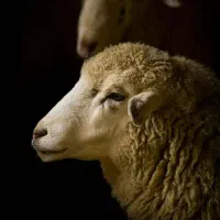 گوسفند زنده بره نرینه همه نژادها