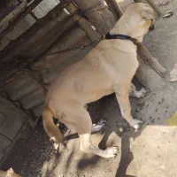 سگ سراب نر نگهبان
