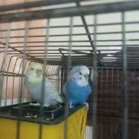 یه جفت مرغ عشق اسپانگل قیمت 550 تخفیفم داره|پرنده|بجنورد, |دیوار