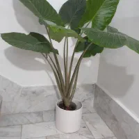 گل بابا ادم بزرگ