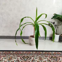 گل سوسن|گل و گیاه طبیعی|اردکان, |دیوار
