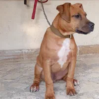 سگ پیتبول|سگ|ساری, |دیوار