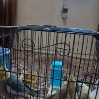 حراج سه عددعروس هلندی فقط دومیلیون|پرنده|اهواز, شریعتی جنوبی|دیوار