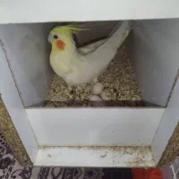 عروس هلندی|پرنده|ایرانشهر, |دیوار