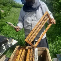 ژل رویال خالص آذربایجان