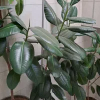 گل فیکوس به ارتفاع یک مترو نیم الی  دو متر|گل و گیاه طبیعی|قزوین, |دیوار