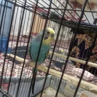 مرغ عشق|پرنده|رشتخوار, |دیوار