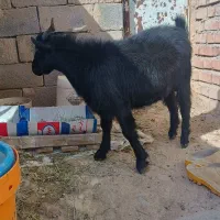 نری بخته