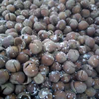 فروش انواع فندق خام. الک و ترک زده و برشته نمکی|خوردنی و آشامیدنی|رودسر, |دیوار