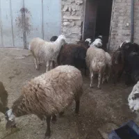 بره نر