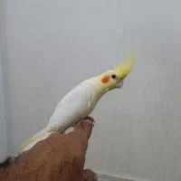 جفت عروس هلندی لوتینو|پرنده|رشت, کوی غلام نیا|دیوار