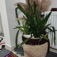 گل با گلدان حصیری|گل و گیاه طبیعی|گرگان, |دیوار