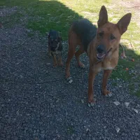 خیابان لاهیجان پاکسازی