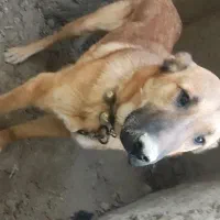 سگ خراسانی|سگ|شیروان (خراسان), |دیوار