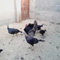 بوقلمون برنز محلی درجه یک