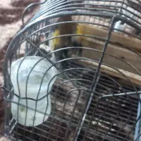سهره با قفس|پرنده|شیراز, صاحب الزمان|دیوار