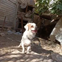 سگ پاکوتاه|سگ|کاشان, معلم|دیوار