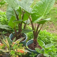 گل با با ادم در حد نو|گل و گیاه طبیعی|رحیم‌آباد, |دیوار