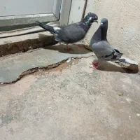 کبوتر|پرنده|مسجد سلیمان, |دیوار