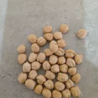 نخود تازه