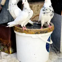 طوقی شادگان|پرنده|اهواز, پردیس|دیوار