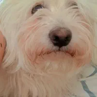 سگ نژاد شیتزو|سگ|مشهد, چاهشک|دیوار