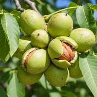 نهال گردو فرنور با تضمین رشد|حراج|نوشهر, |دیوار