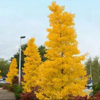 فروش درخت ژینکو گلدانی لطفا توضیحات بخوانید