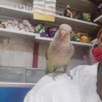 طوطی راحب دستی سخنگو به شرط صحبت