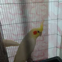 فروش ۳عددعروس هلندی یکجفت ویک بچه|پرنده|هشتگرد, فاز ۷ مهستان|دیوار