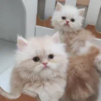 گربه نژاددار|گربه|اصفهان, مهدی آباد|دیوار