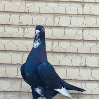 کفتر ماده
