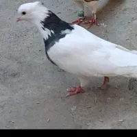 کبوتر طوقی گمشده