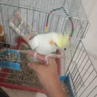 عروس هلندی معاوضه