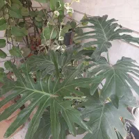 اشانتیون گل