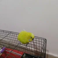 مرغ عشق|پرنده|ازنا, |دیوار